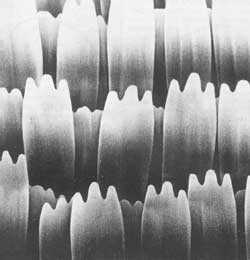 Мой мир - _5a_23.jpg