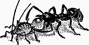 Тайны мира насекомых - i_004.png