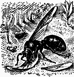 Тайны мира насекомых - i_009.png