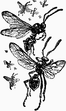 Тайны мира насекомых - i_016.png