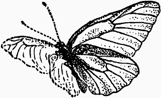 Тайны мира насекомых - i_020.png