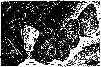 Тайны мира насекомых - i_021.png