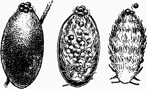 Тайны мира насекомых - i_028.png