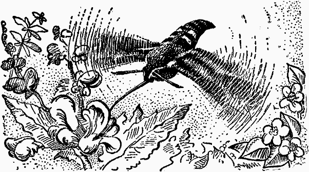 Тайны мира насекомых - i_047.png