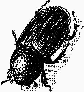 Тайны мира насекомых - i_048.png