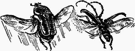 Тайны мира насекомых - i_060.png