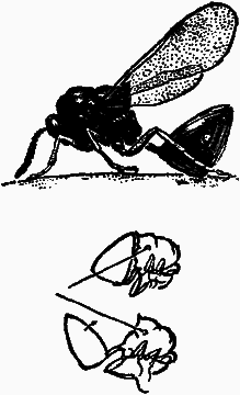 Тайны мира насекомых - i_094.png