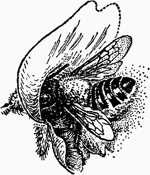 Тайны мира насекомых - i_105.png