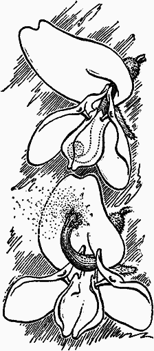 Тайны мира насекомых - i_107.png