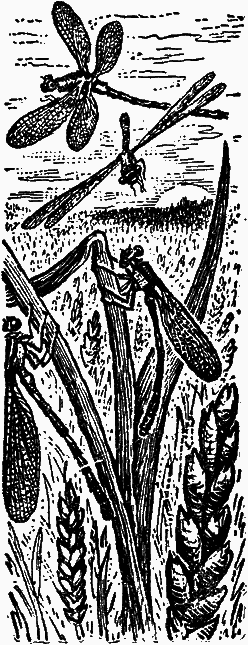 Тайны мира насекомых - i_132.png