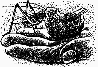 Тайны мира насекомых - i_136.png