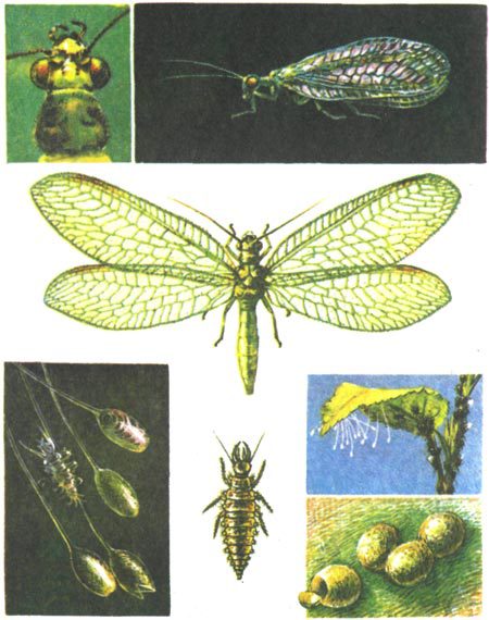 Тайны мира насекомых - i_159.jpg