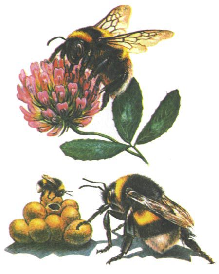 Тайны мира насекомых - i_163.jpg