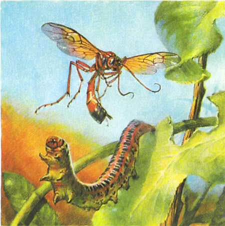 Тайны мира насекомых - i_170.jpg