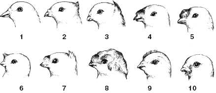 Все о голубях - i_009.png