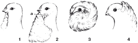 Все о голубях - i_010.png