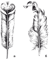 Все о голубях - i_011.png