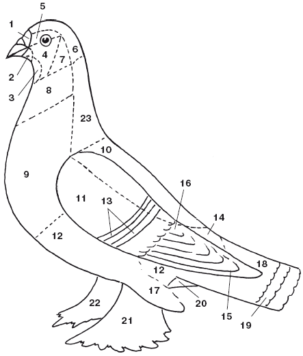 Все о голубях - i_013.png