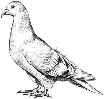 Все о голубях - i_015.png