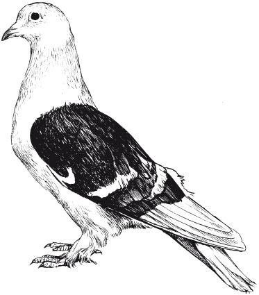 Все о голубях - i_016.png