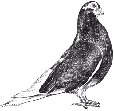 Все о голубях - i_017.png