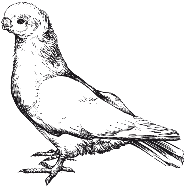 Все о голубях - i_018.png