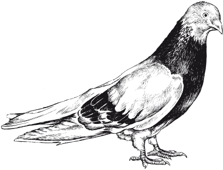 Все о голубях - i_019.png