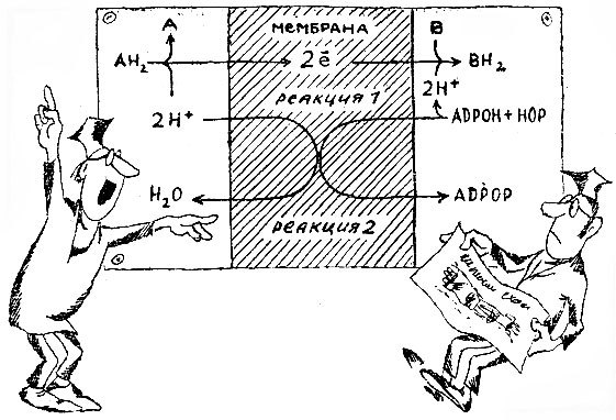 Рассказы о биоэнергетике - _13.jpg