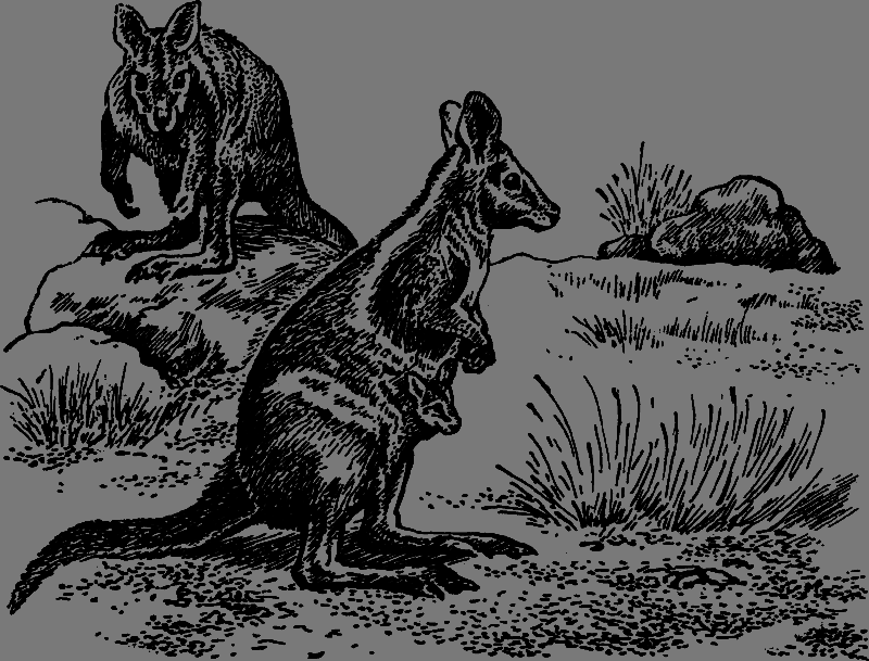 Полет бумеранга - any2fbimgloader3.png