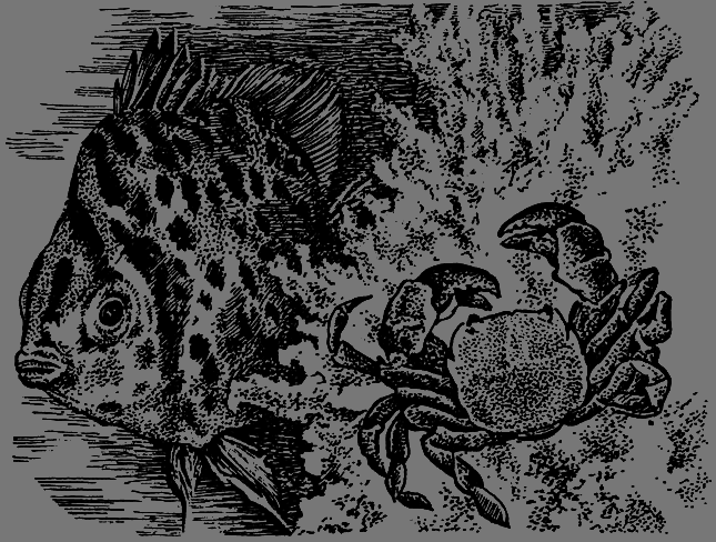 Полет бумеранга - any2fbimgloader7.png