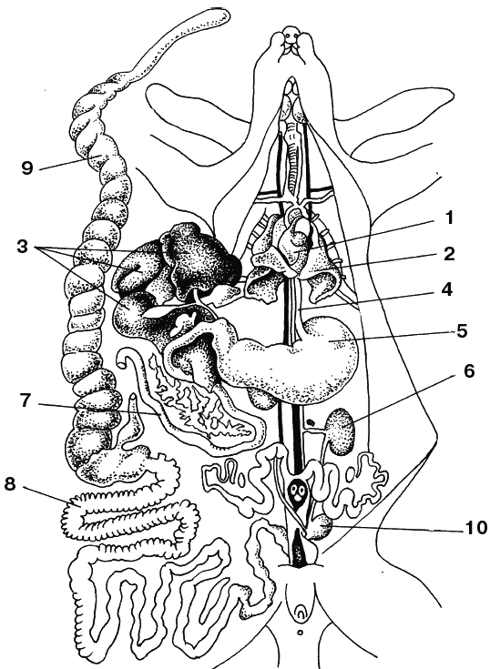 Кролики: Разведение, выращивание, кормление - _020.png