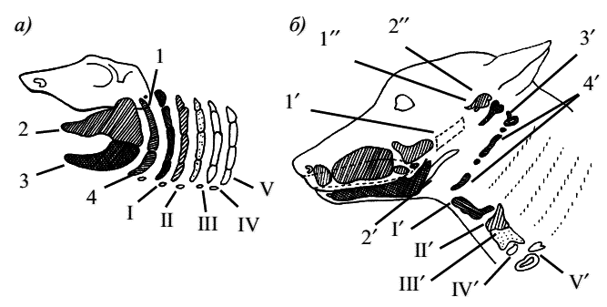 Стоматология собак - pic1.png