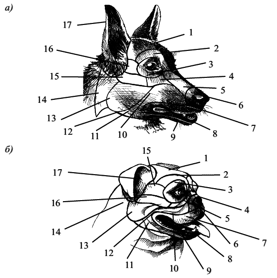 Стоматология собак - pic10.png