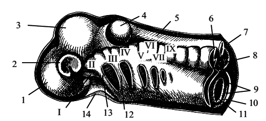 Стоматология собак - pic4.png