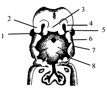 Стоматология собак - pic5.png