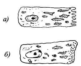 Стоматология собак - pic7.png