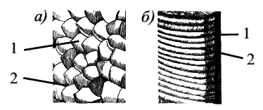 Стоматология собак - pic8.png