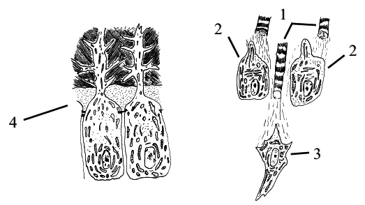 Стоматология собак - pic9.png