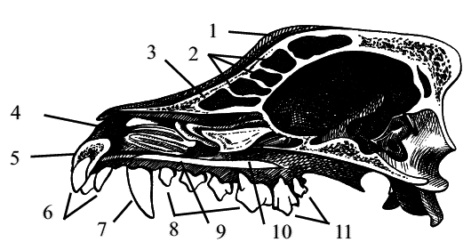 Стоматология собак - pic13.png