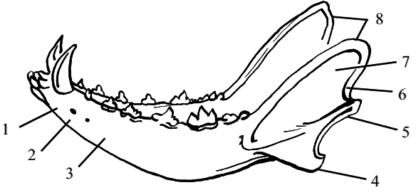 Стоматология собак - pic15.png