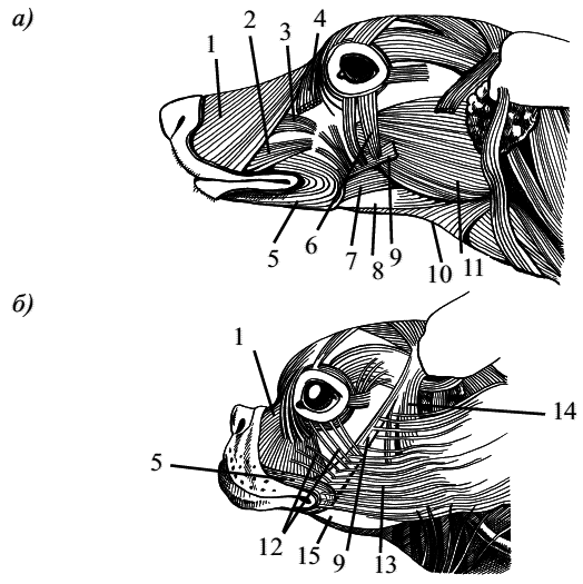 Стоматология собак - pic16.png