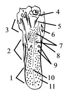 Стоматология собак - pic17.png