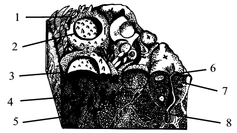 Стоматология собак - pic18.png