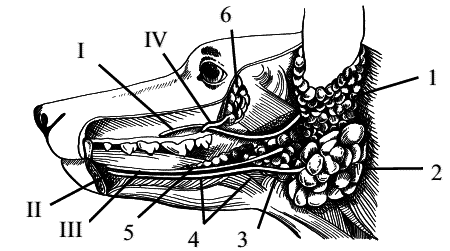 Стоматология собак - pic19.png