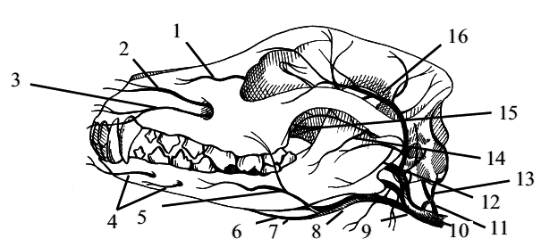 Стоматология собак - pic20.png