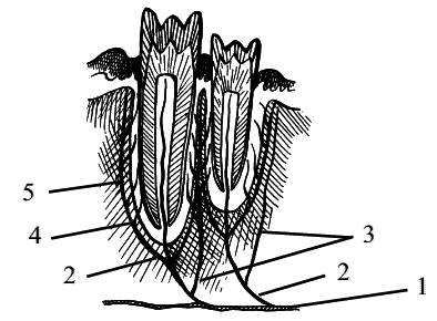 Стоматология собак - pic21.png