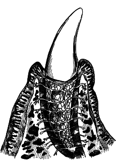 Стоматология собак - pic22.png