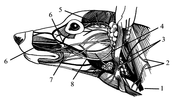 Стоматология собак - pic24.png
