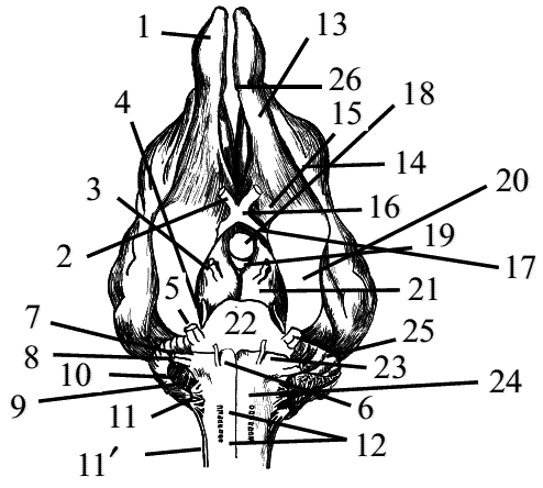 Стоматология собак - pic25.png