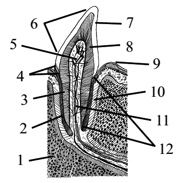 Стоматология собак - pic26.png